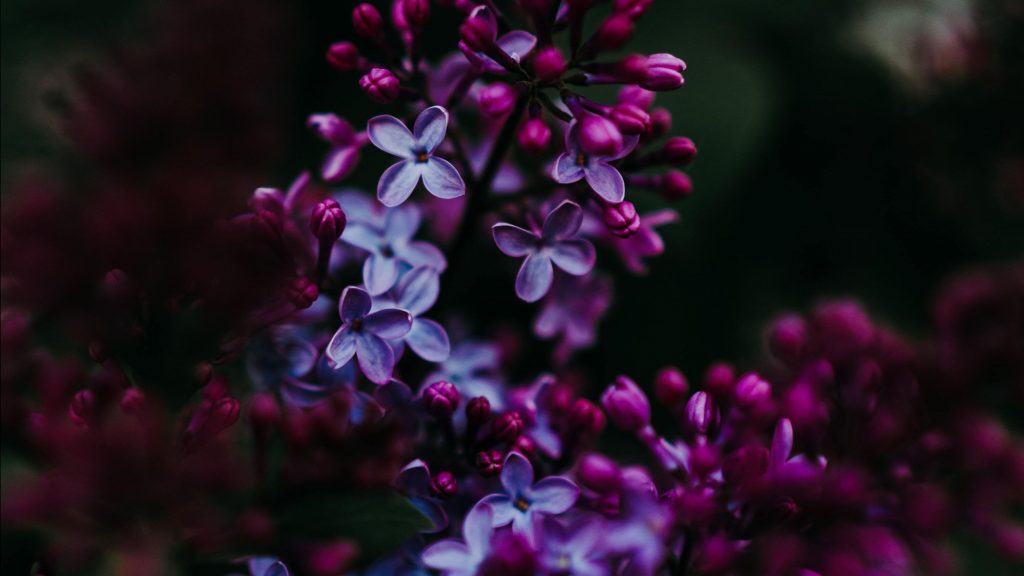 unnamed (12)
